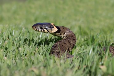 keep snakes out of yard tips