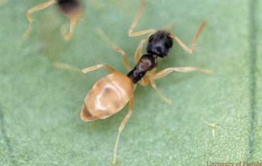 Ghost ants in Brevard County