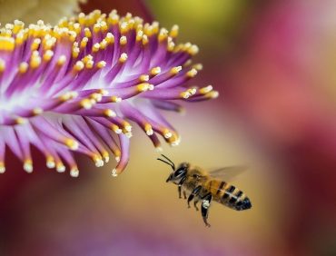 honey bee survival