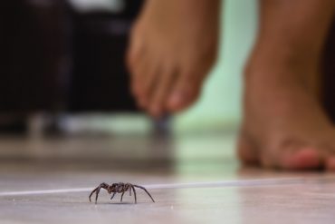 Tips to keep spiders out