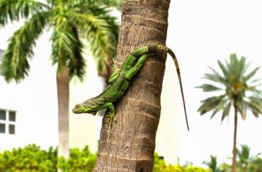Green Iguana problem