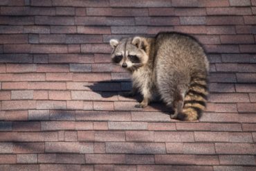 raccoon pest