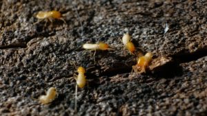 signs of termites