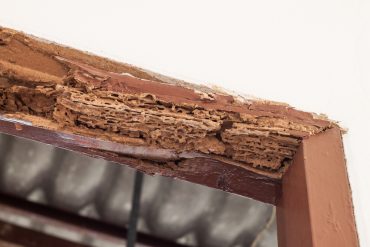termite vs carpenter ants