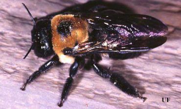 Carpenter bee