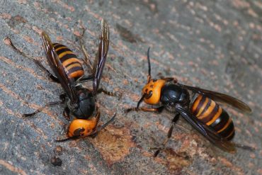 Asian Giant Hornet