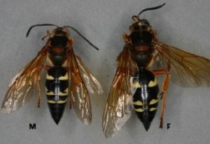 Cicada killer wasp