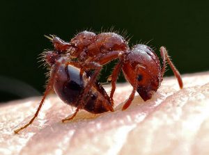 ant problem in Brevard County