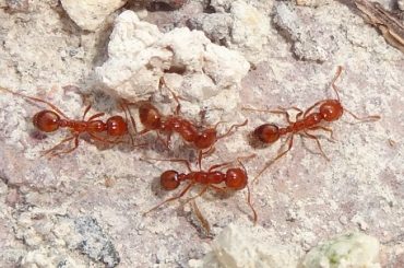 fire ant found in Brveard County Florida