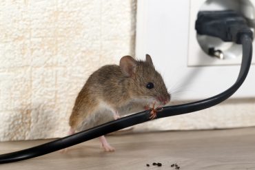 Pest control - mouse
