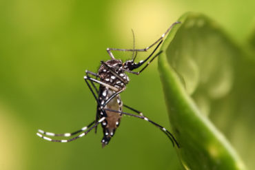 mosquito control plans