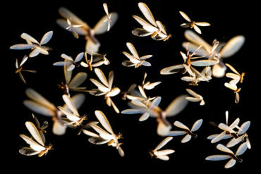 flying termites