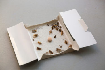 sticky bug traps - are they effective?