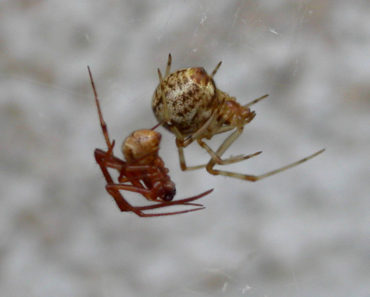 Common house spider