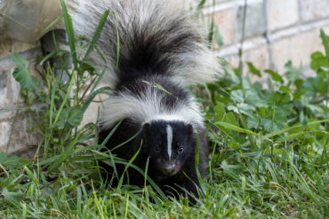 skunk smell