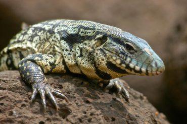 tegu lizard