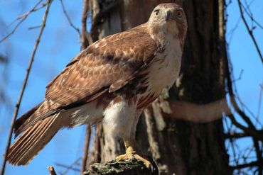 FL hawk and how to repel them