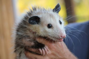 Is Possum a Pest?