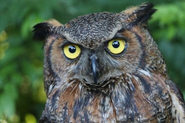 Owl and humans work together for pest control