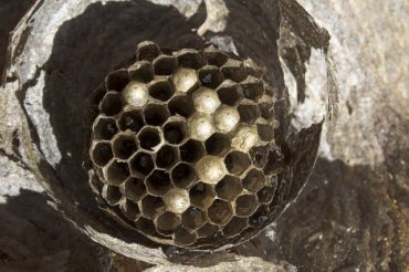 Wasp Nest