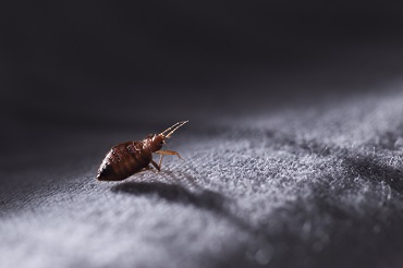Resistant bed bugs