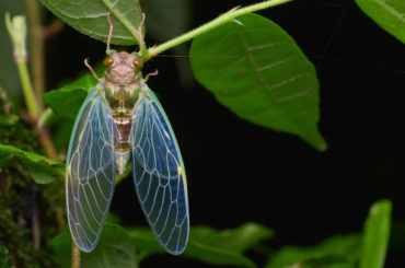 Cicadas in FL