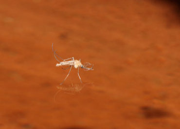 Genetic Mosquito in Florida