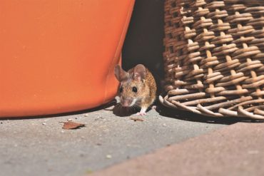 House Mouse Pest Problem
