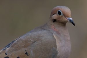 Morning Dove