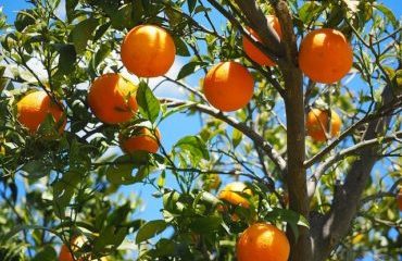 what is killing my orange tree?