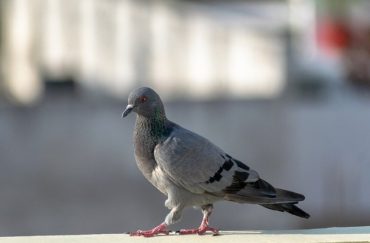 Pigeons a pest?
