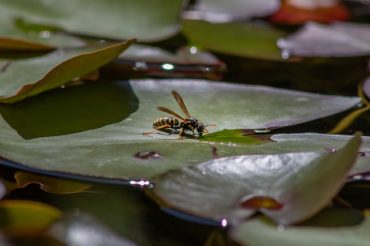 Wasps in your yard