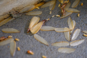 Termite and Pest Maintenance