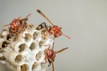 wasp nest near your home
