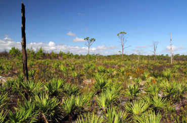 Florida Scrub Habitat