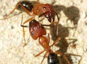 What is Attracting Carpenter Ants to Your Home?