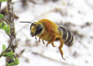 Giant Scrub Bee