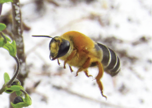 Giant Scrub Bee