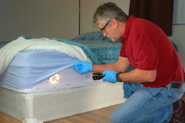 bed bug prevention