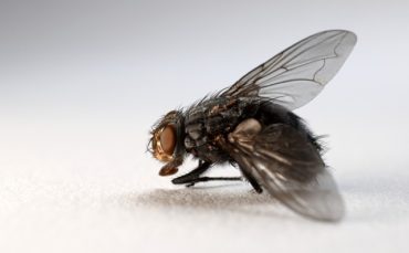 How to prevent houseflies