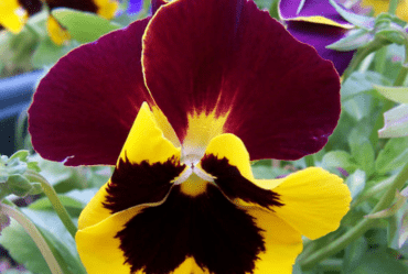 Pansy Flower can Be Grown in Melbourne FL