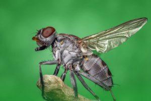 Housefly