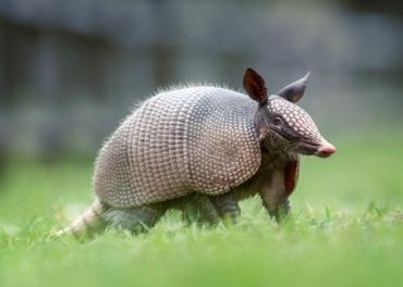 Armadillo Pest Control