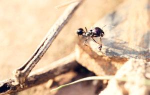 Types of ants found in Florida