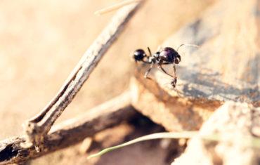 Types of ants found in Florida