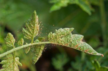 Spider mites in the home