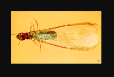 invasive termites Brevard County FL