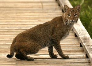 About the Florida Bobcat