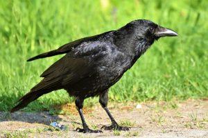 How to get rid of crows