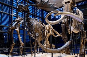 Mammoth found in Melbourne FL